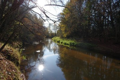 Pededze oaks