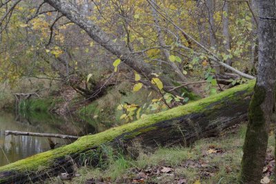 Pededze oaks