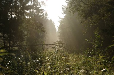 Forest near Olaine