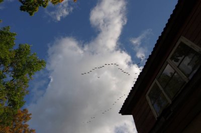 Migrating geese over Aloja
