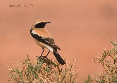 Desert Wheatear