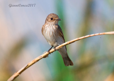 Spotted Flycatcher