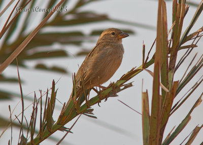 Desert Sparrow (f.)