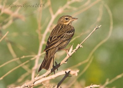 Tree Pipit