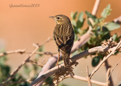 Tree Pipit