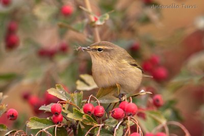 Common Chiffchaff
