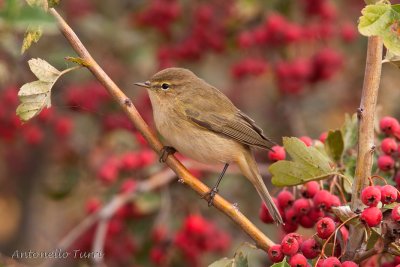 Common Chiffchaff