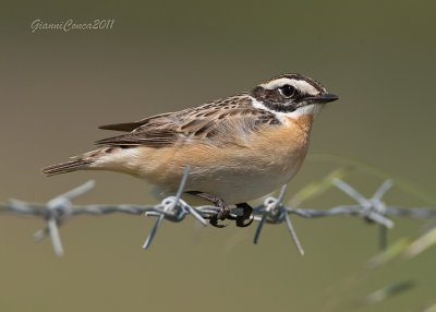 Whinchat (f.)