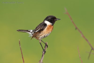 European Stonechat