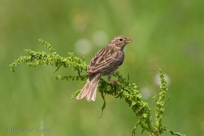 Corn Bunting