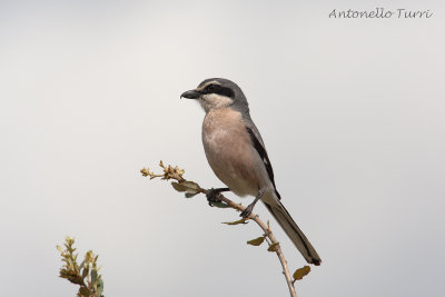 Southern Grey Shrike