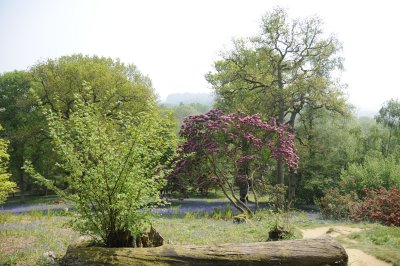 Winkworth Arboretum