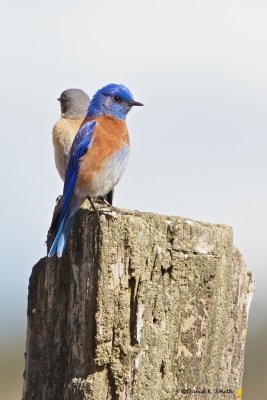 Western_Blue_bird_Male__Female