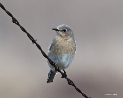 Western blue bird female