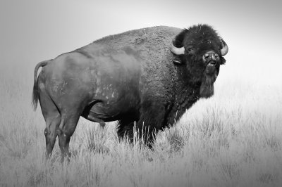 Buffalo Western Montana -- A Big Boy