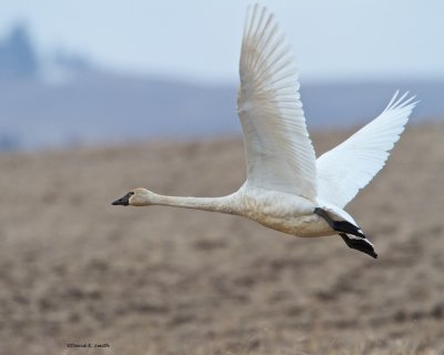 Swan_Launch