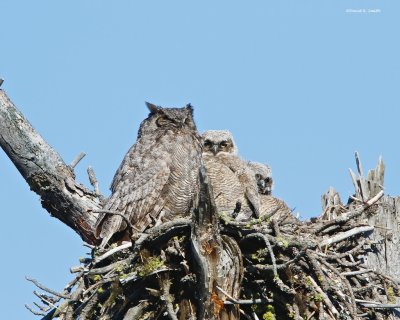 Great Horned Owl Turnbull Wild Life Refuge