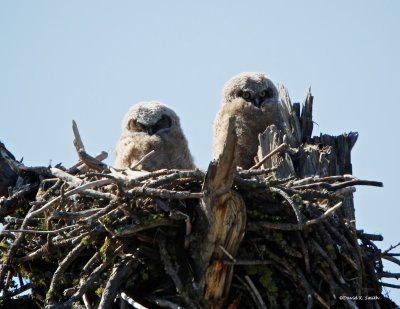 Great Horned Owl Chicks NWR Turnbull