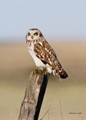 Short Eared Owl Spokane Co