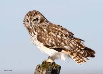 Short-eared Owl Spokane Co