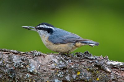 Nuthatch_snack, Newman Lake