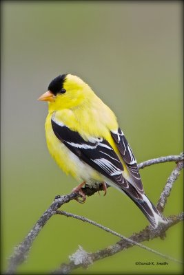 American Goldfinch Neman Lake, WA