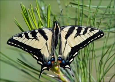 Monarch Butterfly Turnbull NWR