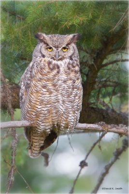 Great Horned Owl Newman Lake, WA