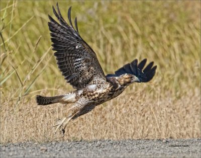 Red Tail Hawk Juvenile Take Off. West of Spokane