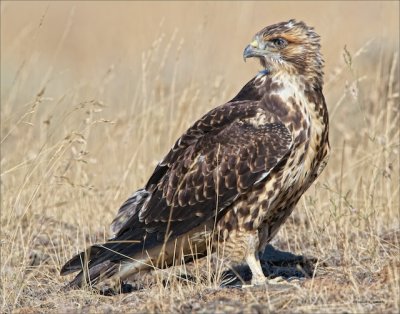 Juvenile Redtail Hawk on the ground