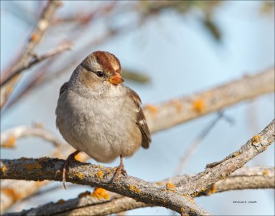 Juvenile White Crowned  Sparrow, West of Spokane