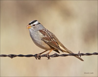 White Crowned Sparrow West of Spokane