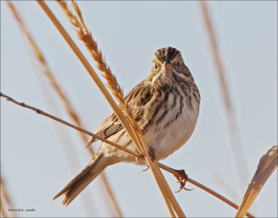 Savannah Sparrow West of Spokane