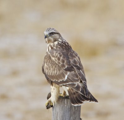 Rough Legged Hawk with Mouse