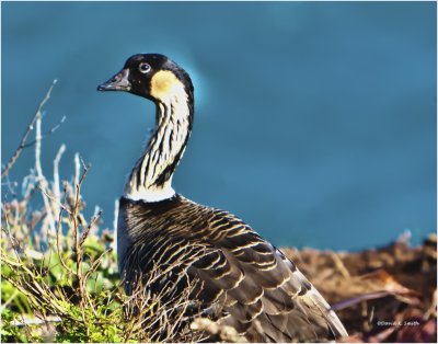 Hawaiian Nene Goose