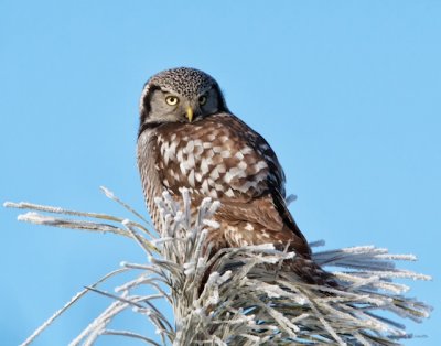 Hawk Owl Spokane County