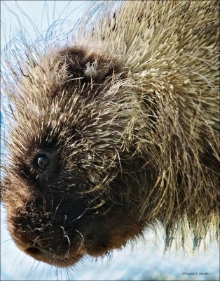 Porcupine in a tree