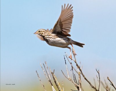 Savanna Sparrow, Turnbull NWR