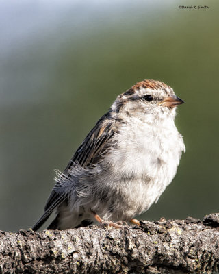 Chipping Sparrow, Turnbull NWR