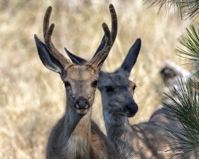 Mule Deer,Turnbull NWR