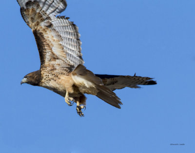 Red tail hawk take off, West Plains