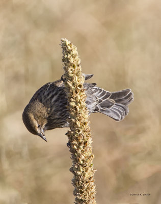 Female cowbird, West Plains