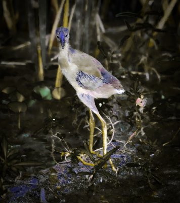 birds_2010