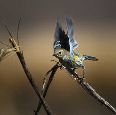birds_2011