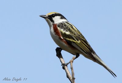 paruline  flancs marron