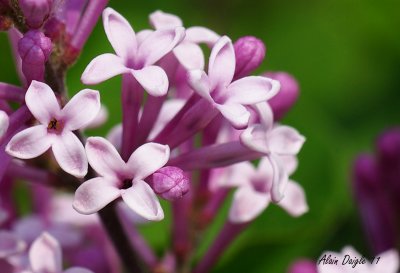 lilas