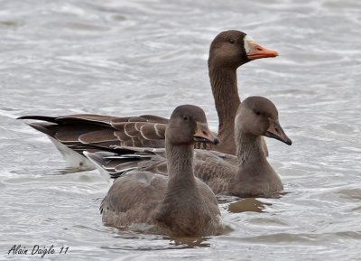 oies rieuses, la famille