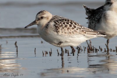 bcasseau sanderling