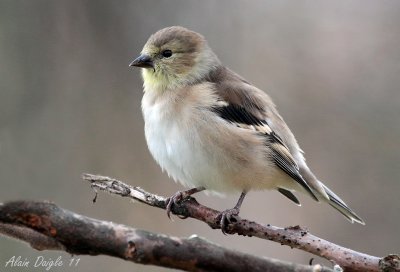 chardonneret jaune