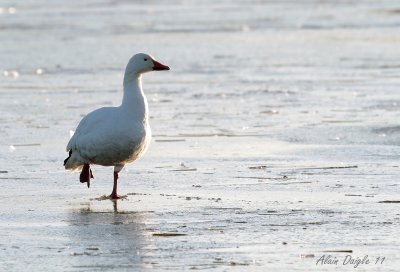 oie sur glace ...